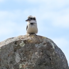 Dacelo novaeguineae (Laughing Kookaburra) at Dunlop, ACT - 22 Sep 2019 by AlisonMilton