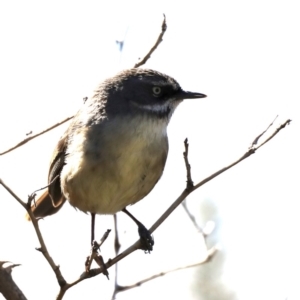 Sericornis frontalis at Fyshwick, ACT - 22 Aug 2019