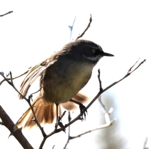 Sericornis frontalis at Fyshwick, ACT - 22 Aug 2019