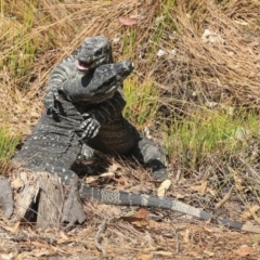 Varanus varius (Lace Monitor) at Mogo State Forest - 20 Sep 2019 by AlisonMilton