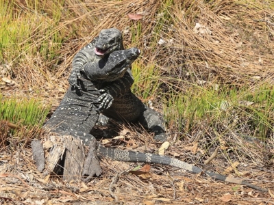 Varanus varius (Lace Monitor) at Mogo, NSW - 20 Sep 2019 by AlisonMilton