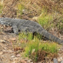 Varanus varius at Mogo, NSW - suppressed