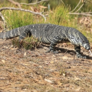 Varanus varius at Mogo, NSW - suppressed