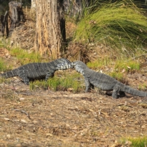 Varanus varius at Mogo, NSW - suppressed