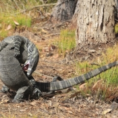 Varanus varius at Mogo, NSW - suppressed