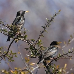 Sturnus vulgaris (Common Starling) at Fyshwick, ACT - 22 Aug 2019 by jb2602