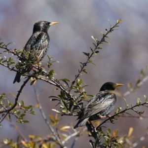 Sturnus vulgaris at Fyshwick, ACT - 22 Aug 2019