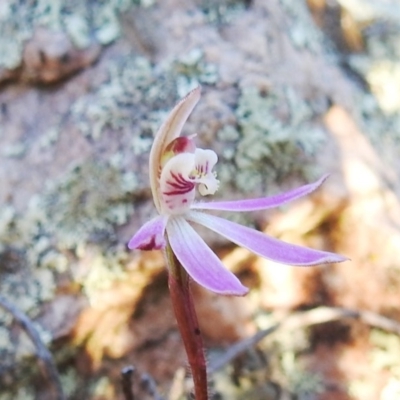 Caladenia fuscata (Dusky Fingers) at Denman Prospect, ACT - 22 Sep 2019 by HelenCross