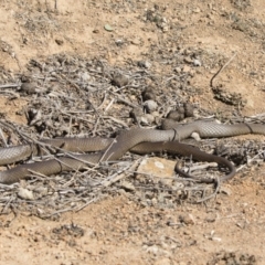 Pseudonaja textilis (Eastern Brown Snake) at Illilanga & Baroona - 8 Sep 2019 by Illilanga