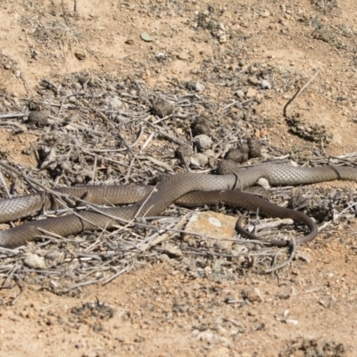 Pseudonaja textilis (Eastern Brown Snake) at Michelago, NSW - 8 Sep 2019 by Illilanga