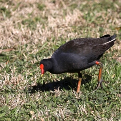 Gallinula tenebrosa (Dusky Moorhen) at Fyshwick, ACT - 22 Aug 2019 by jb2602