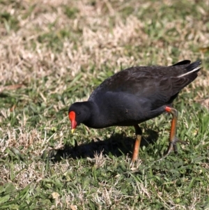 Gallinula tenebrosa at Fyshwick, ACT - 22 Aug 2019