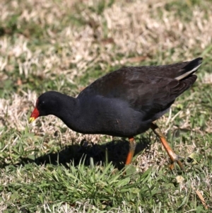 Gallinula tenebrosa at Fyshwick, ACT - 22 Aug 2019 10:48 AM