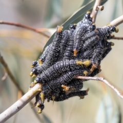 Perga sp. (genus) (Sawfly or Spitfire) at The Pinnacle - 22 Sep 2019 by AlisonMilton