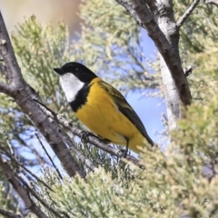 Pachycephala pectoralis (Golden Whistler) at Dunlop, ACT - 22 Sep 2019 by AlisonMilton