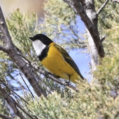 Pachycephala pectoralis (Golden Whistler) at Dunlop, ACT - 22 Sep 2019 by Alison Milton