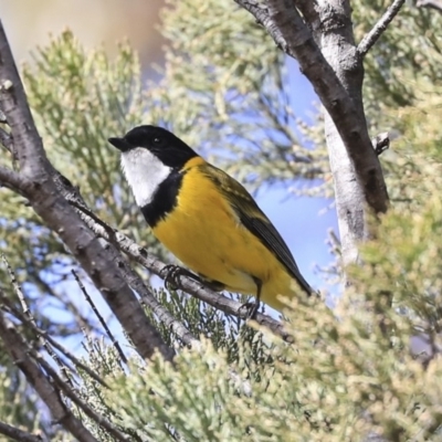 Pachycephala pectoralis (Golden Whistler) at Dunlop, ACT - 22 Sep 2019 by AlisonMilton