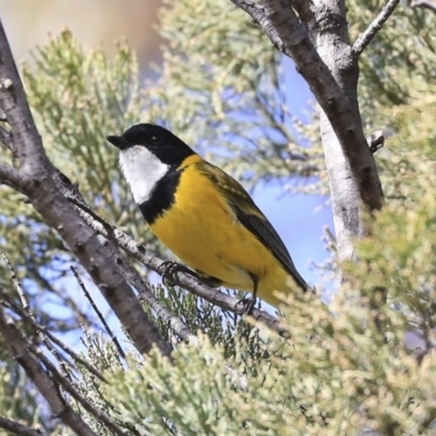 Pachycephala pectoralis (Golden Whistler) at Dunlop, ACT - 22 Sep 2019 by Alison Milton