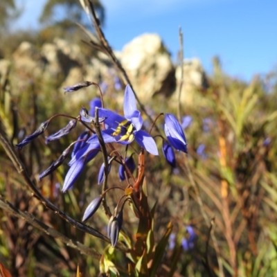 Stypandra glauca (Nodding Blue Lily) at Stromlo, ACT - 22 Sep 2019 by HelenCross