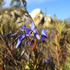 Stypandra glauca (Nodding Blue Lily) at Stromlo, ACT - 21 Sep 2019 by HelenCross