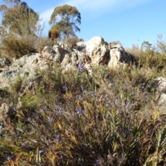 Stypandra glauca at Stromlo, ACT - 22 Sep 2019 07:44 AM