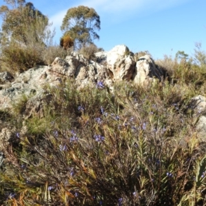 Stypandra glauca at Stromlo, ACT - 22 Sep 2019