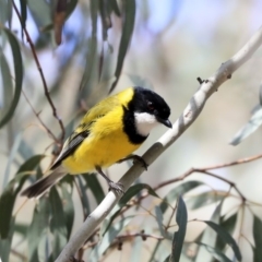 Pachycephala pectoralis (Golden Whistler) at Hawker, ACT - 22 Sep 2019 by Alison Milton