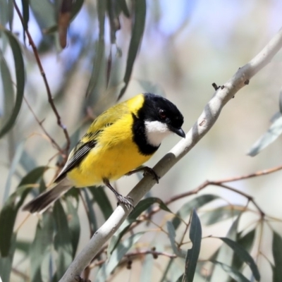 Pachycephala pectoralis (Golden Whistler) at Hawker, ACT - 22 Sep 2019 by AlisonMilton