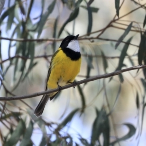 Pachycephala pectoralis at Hawker, ACT - 22 Sep 2019 11:24 AM