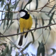 Pachycephala pectoralis at Hawker, ACT - 22 Sep 2019