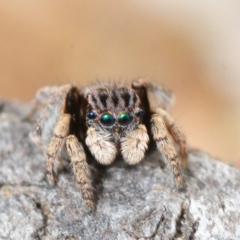 Maratus vespertilio (Bat-like peacock spider) at Percival Hill - 22 Sep 2019 by Harrisi