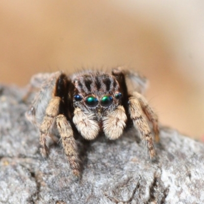 Maratus vespertilio (Bat-like peacock spider) at Nicholls, ACT - 22 Sep 2019 by Harrisi