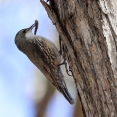 Cormobates leucophaea (White-throated Treecreeper) at Hawker, ACT - 22 Sep 2019 by AlisonMilton