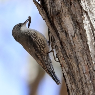 Cormobates leucophaea (White-throated Treecreeper) at Hawker, ACT - 22 Sep 2019 by Alison Milton