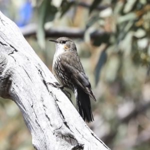 Cormobates leucophaea at Hawker, ACT - 22 Sep 2019