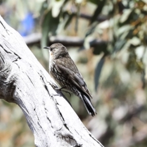 Cormobates leucophaea at Hawker, ACT - 22 Sep 2019