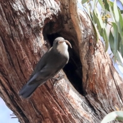 Cormobates leucophaea at Hawker, ACT - 22 Sep 2019