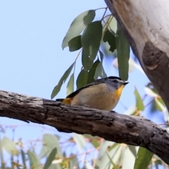 Pardalotus punctatus (Spotted Pardalote) at Dunlop, ACT - 22 Sep 2019 by Alison Milton