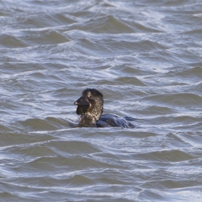 Biziura lobata (Musk Duck) at Illilanga & Baroona - 7 Sep 2019 by Illilanga