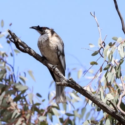 Philemon corniculatus (Noisy Friarbird) at Dunlop, ACT - 22 Sep 2019 by AlisonMilton