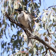 Philemon corniculatus at Dunlop, ACT - 22 Sep 2019