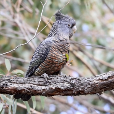 Callocephalon fimbriatum (Gang-gang Cockatoo) at Dunlop, ACT - 22 Sep 2019 by AlisonMilton