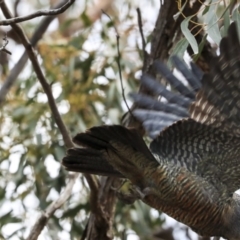 Callocephalon fimbriatum at Dunlop, ACT - 22 Sep 2019