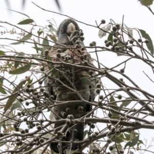 Callocephalon fimbriatum at Dunlop, ACT - 22 Sep 2019