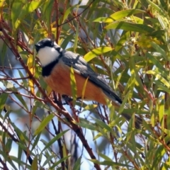 Pachycephala rufiventris (Rufous Whistler) at Block 402 - 24 Sep 2019 by RodDeb