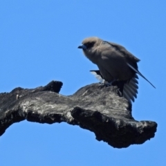 Artamus cyanopterus cyanopterus (Dusky Woodswallow) at Denman Prospect, ACT - 24 Sep 2019 by RodDeb