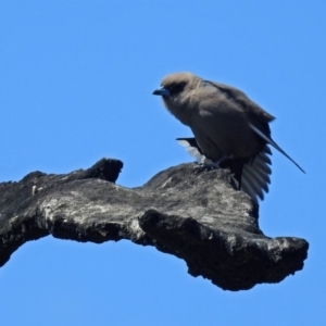 Artamus cyanopterus at Denman Prospect, ACT - 24 Sep 2019