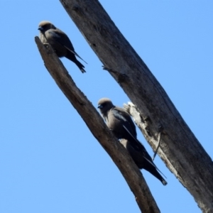 Artamus cyanopterus at Denman Prospect, ACT - 24 Sep 2019