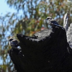 Artamus cyanopterus at Denman Prospect, ACT - 24 Sep 2019