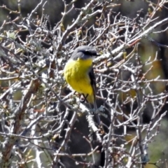 Eopsaltria australis (Eastern Yellow Robin) at Block 402 - 24 Sep 2019 by RodDeb